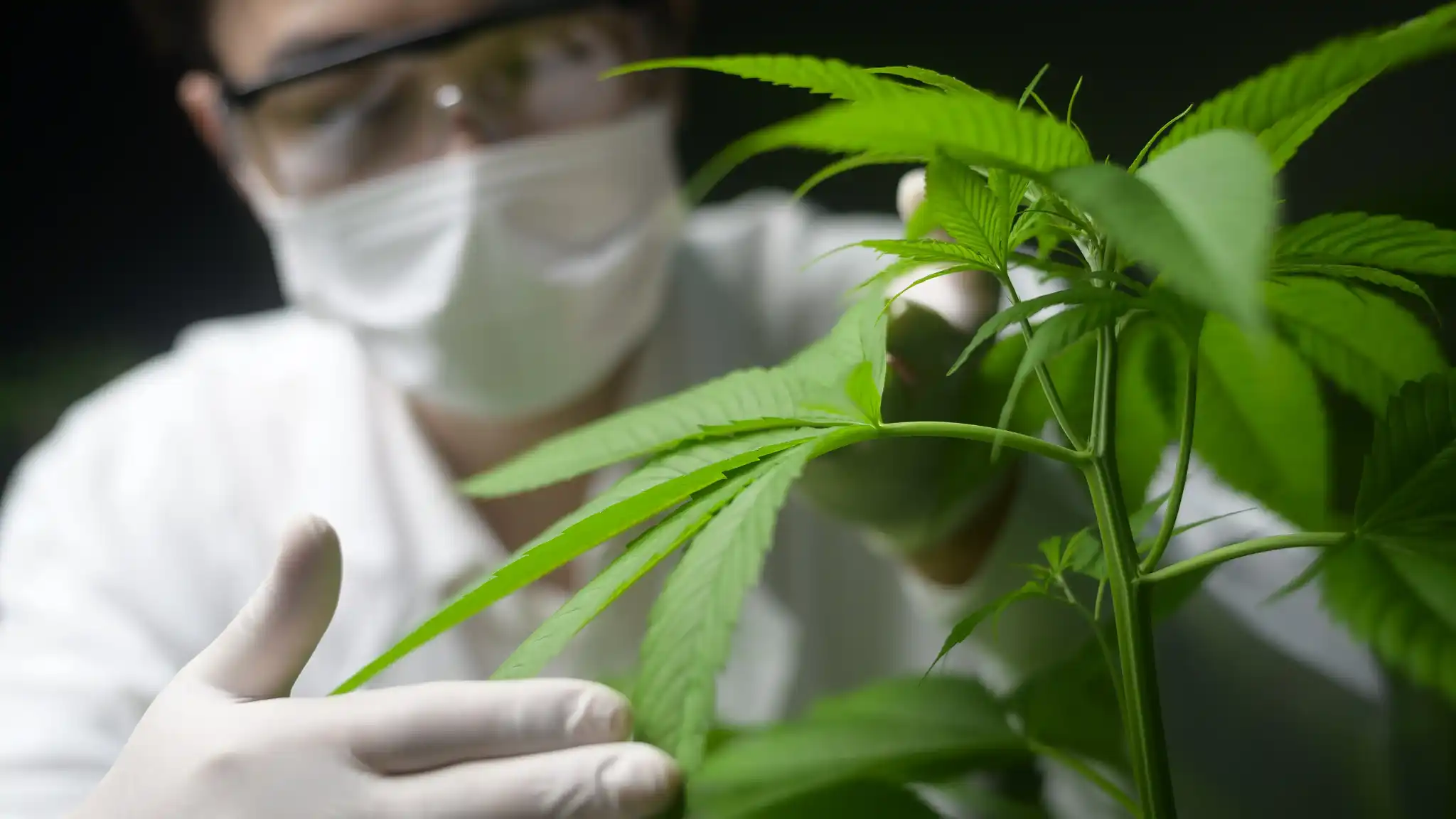 We are establishing robust relationships with experienced agronomists in the cannabis industry, who have a proven track record /about/expertise/expertise.webp