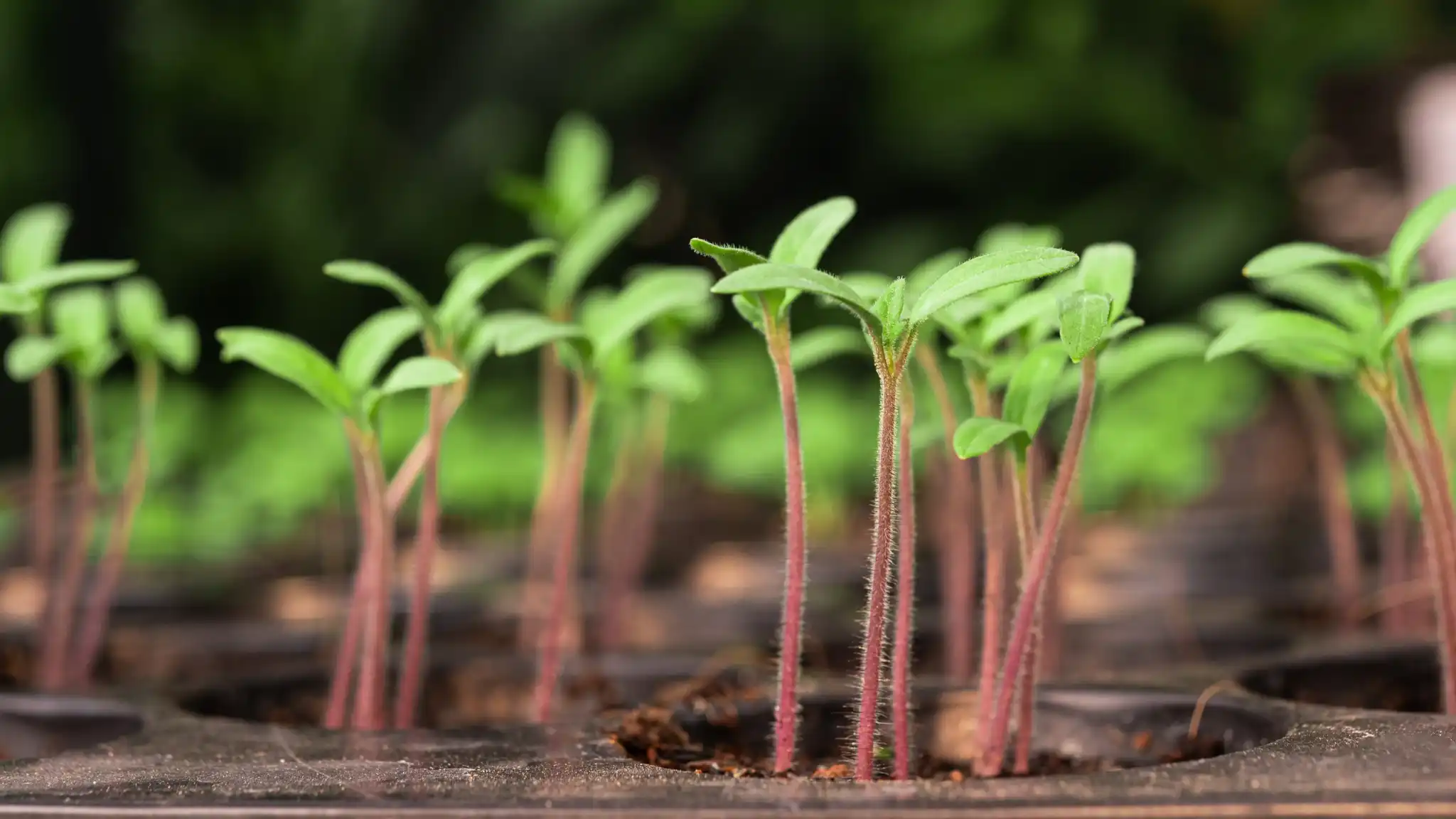 Investment Opportunity: Pioneering the Future of Aeroponics /investors/investors.webp
