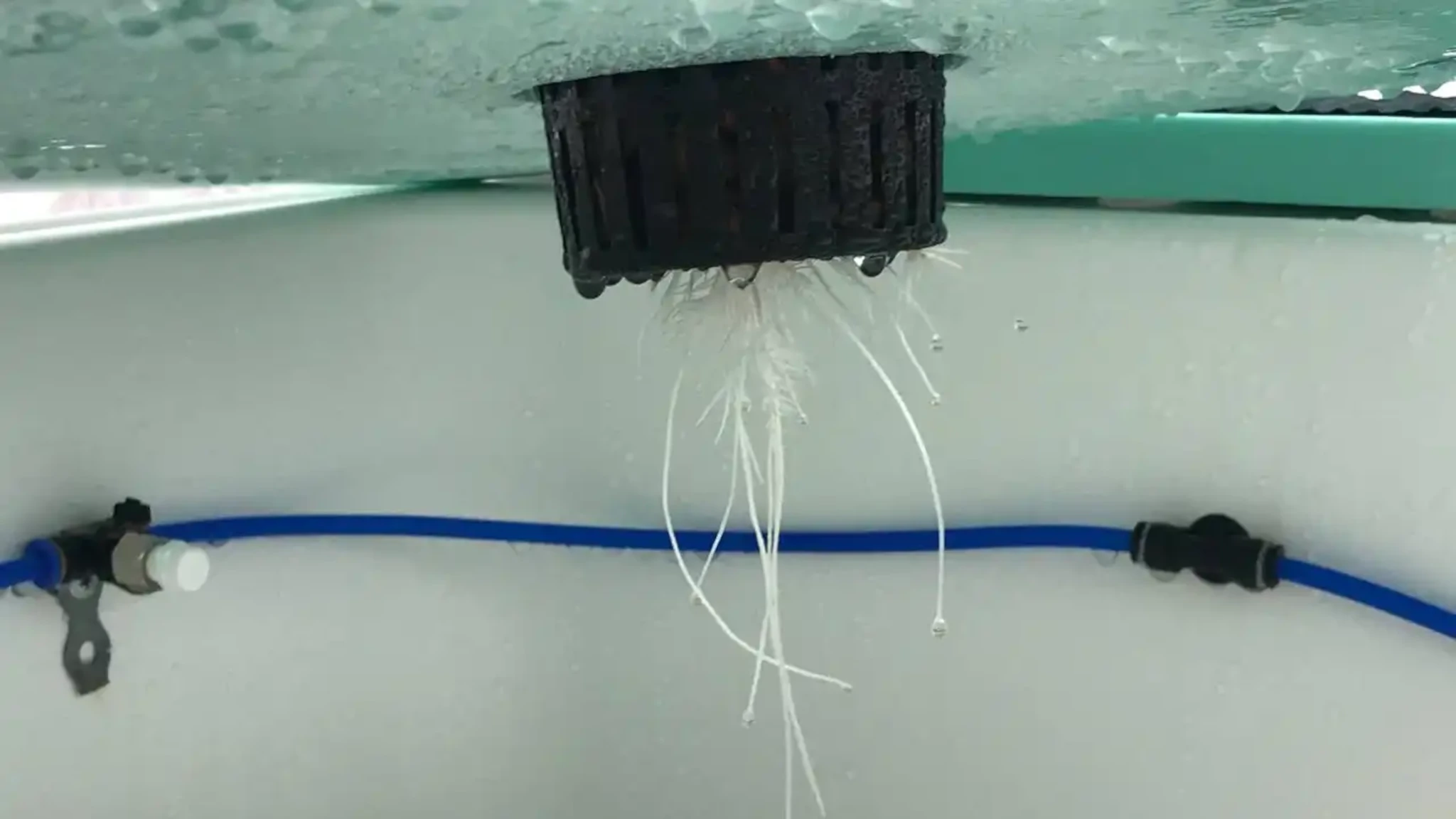 Elevate Your Grow with Our High-Pressure Aeroponics Module /products/aeroponics_module/aeroponics-roots-1.webp